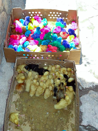 colored chickens for sale in cerro san pedro