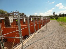 dog shelter in san luis potosi