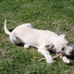 dog playing with a stick