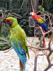 Beautiful Birds in Macaw Mountain Bird Park Honduras