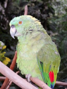 Beautiful Birds in Macaw Mountain Bird Park Honduras