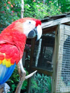 Beautiful Birds in Macaw Mountain Bird Park Honduras