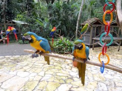 Beautiful Birds in Macaw Mountain Bird Park Honduras