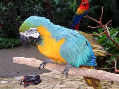 Beautiful Birds in Macaw Mountain Bird Park Honduras