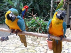 Beautiful Birds in Macaw Mountain Bird Park Honduras