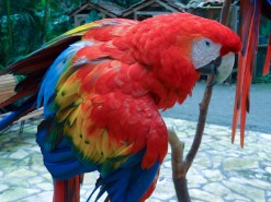 Beautiful Birds in Macaw Mountain Bird Park Honduras