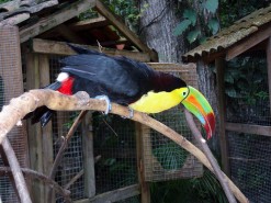 Beautiful Birds in Macaw Mountain Bird Park Honduras