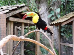 Beautiful Birds in Macaw Mountain Bird Park Honduras