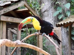 Beautiful Birds in Macaw Mountain Bird Park Honduras