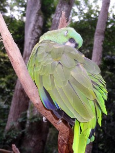 Beautiful Birds in Macaw Mountain Bird Park Honduras