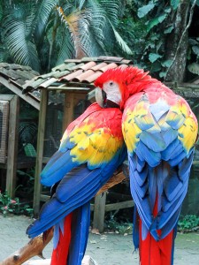 Beautiful Birds in Macaw Mountain Bird Park Honduras