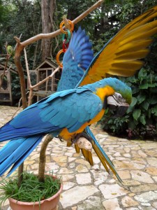 Beautiful Birds in Macaw Mountain Bird Park Honduras