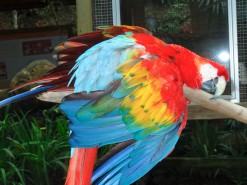 Beautiful Birds in Macaw Mountain Bird Park Honduras