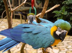 Beautiful Birds in Macaw Mountain Bird Park Honduras