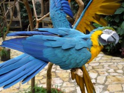 Beautiful Birds in Macaw Mountain Bird Park Honduras