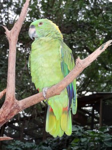 Beautiful Birds in Macaw Mountain Bird Park Honduras