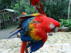 Beautiful Birds in Macaw Mountain Bird Park Honduras