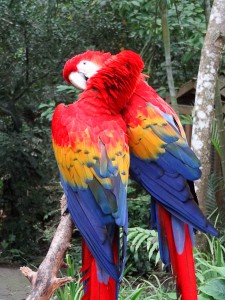 Beautiful Birds in Macaw Mountain Bird Park Honduras