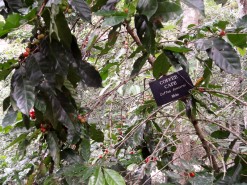 Coffee tree
