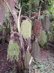 Cool plant
