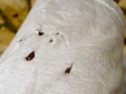Holes In My Shirt After Macaws