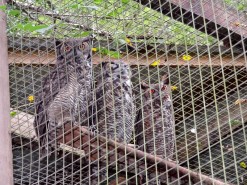 Owls at Macaw Mountain Bird Park in Honduras