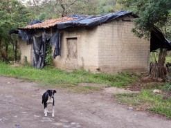 A Dog Guarding A House