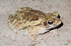 A Frog Outside My Door