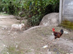 A Pig And Rooster Outside A House