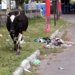 Cow With Garbage Right Next To Lake