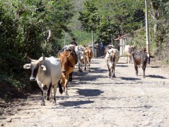 Cows Everywhere