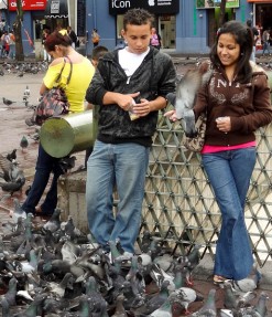 Feeding Pigeons In Plaza de las Artes Feeding Pigeons In Plaza de las Artes