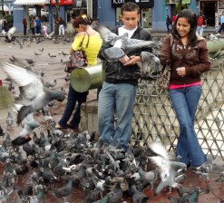 Feeding Pigeons In Plaza de las Artes Feeding Pigeons In Plaza de las Artes