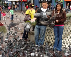Feeding Pigeons In Plaza de las Artes Feeding Pigeons In Plaza de las Artes