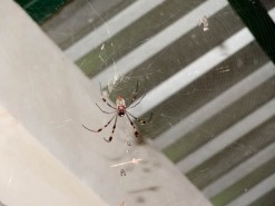 Spiders