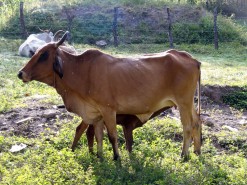 The Real Use For Cow's Milk The Real Use For Cow's Milk