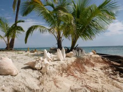 Amazing Seashells