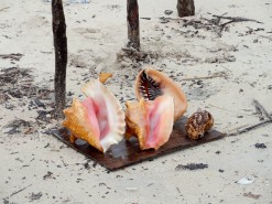 Artistic Seashells