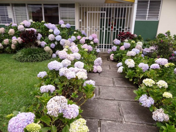 Hydrangeas
