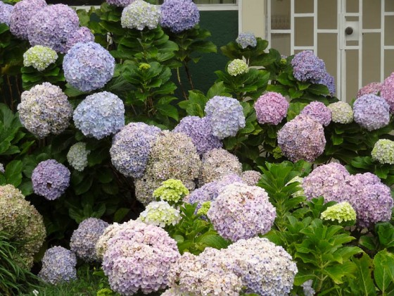 Hydrangeas