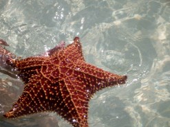 Starfish