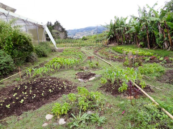TEC Garden