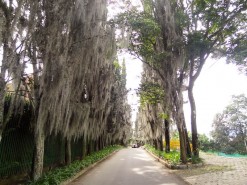 Hairy Trees At The Castle Entrance Hairy Trees At The Castle Entrance