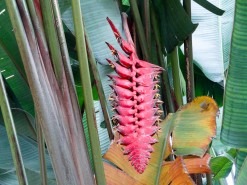 Medellin Botanical Garden Medellin Botanical Garden
