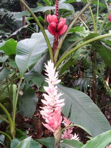 Medellin Botanical Garden Medellin Botanical Garden
