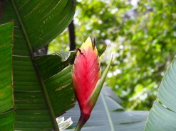 Medellin Botanical Garden Medellin Botanical Garden
