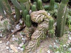 Medellin Botanical Garden Medellin Botanical Garden