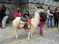 Decorated Llama