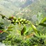 An Amazing Day On A Colombian Coffee Farm