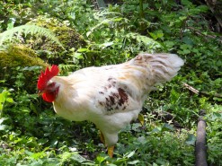 The Aggressive Rooster The Aggressive Rooster